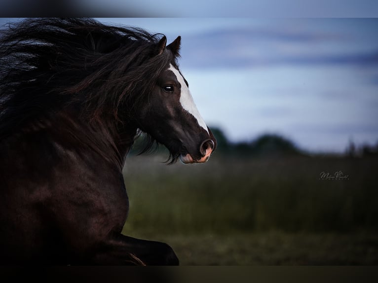 Gypsy Horse Gelding 8 years 14,1 hh Black in Ebersberg