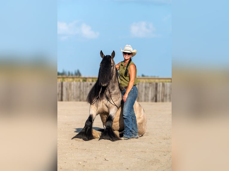 Gypsy Horse Gelding 8 years 14,1 hh Buckskin in Holland, IA