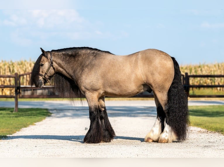 Gypsy Horse Gelding 8 years 14,1 hh Buckskin in Holland, IA