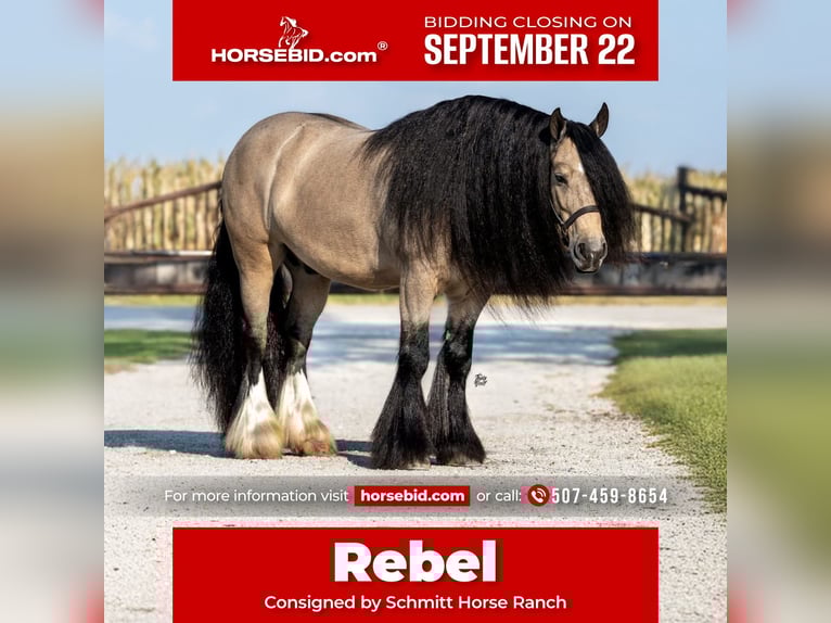 Gypsy Horse Gelding 8 years 14,1 hh Buckskin in Holland, IA