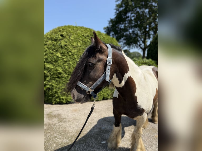 Gypsy Horse Gelding 8 years 14,1 hh Pinto in Achstetten