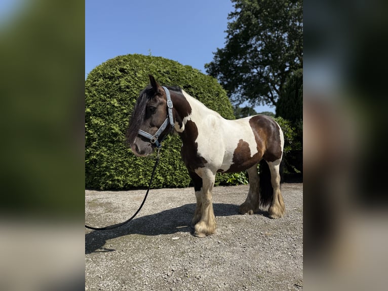 Gypsy Horse Gelding 8 years 14,1 hh Pinto in Achstetten