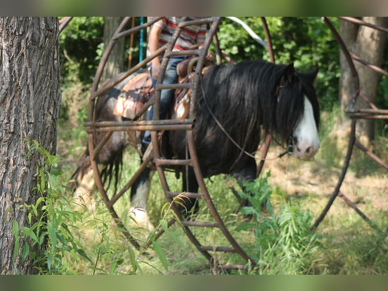 Gypsy Horse Gelding 8 years 14,2 hh Black in Cincinnati, IA