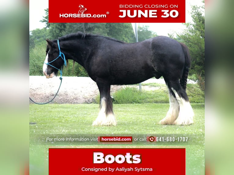 Gypsy Horse Gelding 8 years 14,2 hh Black in Cincinnati, IA