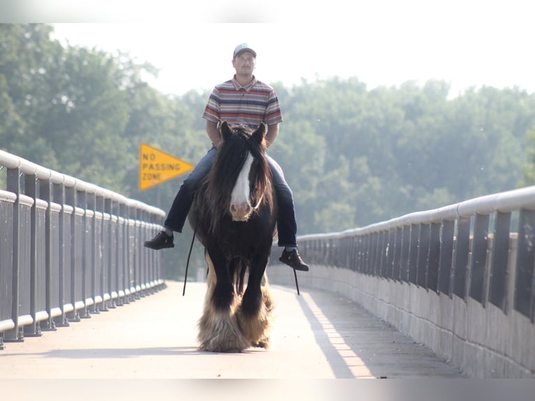 Gypsy Horse Gelding 8 years 14,2 hh Black in Cincinnati, IA