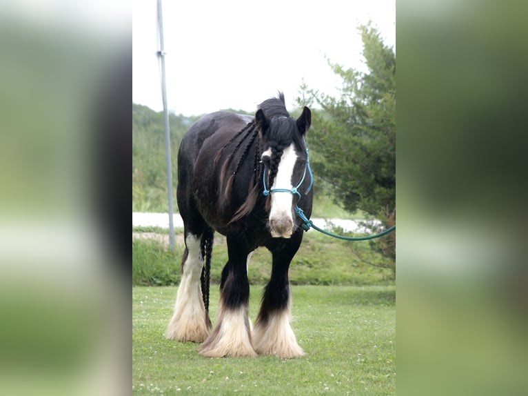Gypsy Horse Gelding 8 years 14,2 hh Black in Cincinnati, IA