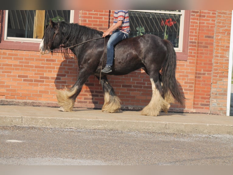 Gypsy Horse Gelding 8 years 14,2 hh Black in Cincinnati, IA