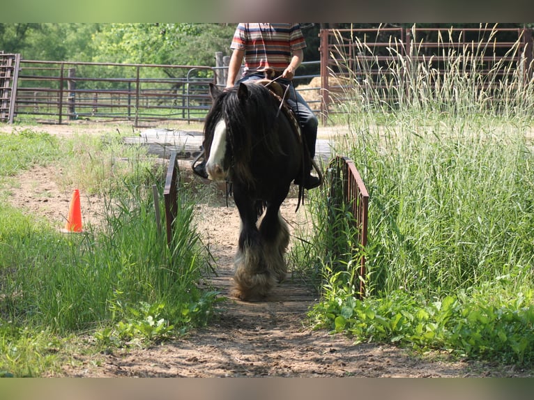 Gypsy Horse Gelding 8 years 14,2 hh Black in Cincinnati, IA