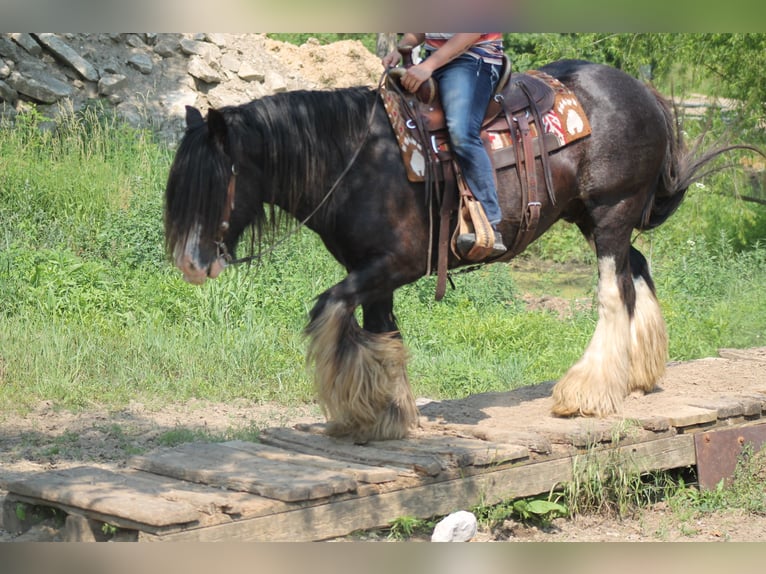 Gypsy Horse Gelding 8 years 14,2 hh Black in Cincinnati, IA