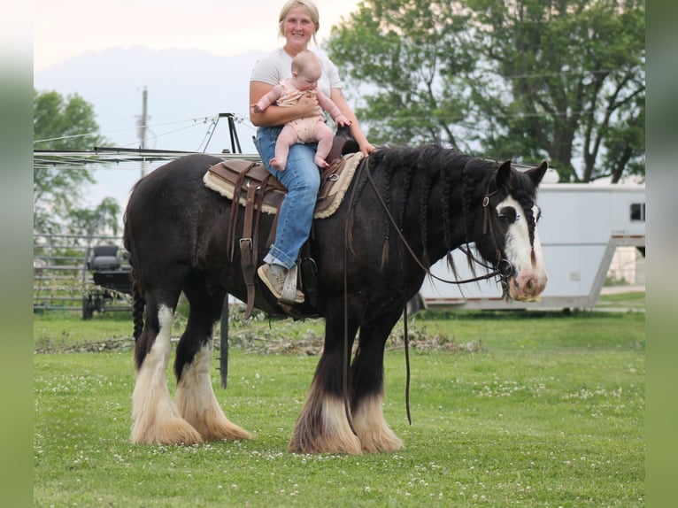 Gypsy Horse Gelding 8 years 14,2 hh Black in Cincinnati, IA