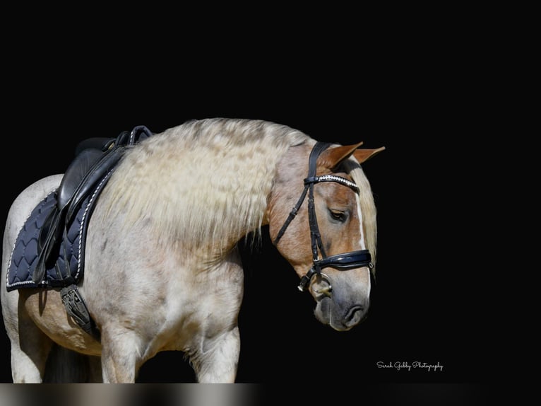 Gypsy Horse Mix Gelding 8 years 14,2 hh Roan-Red in Oelwein