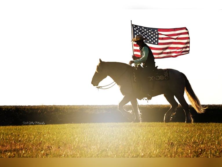 Gypsy Horse Mix Gelding 8 years 14,2 hh Roan-Red in Oelwein