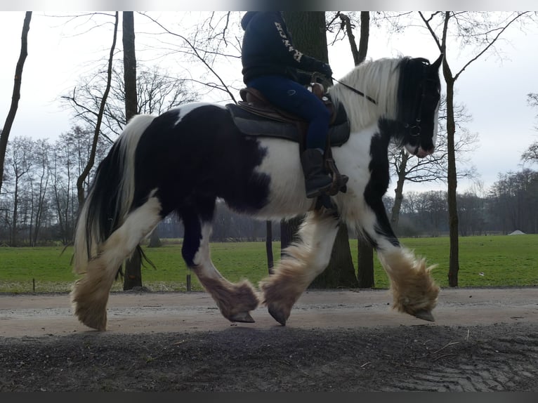Gypsy Horse Gelding 8 years 14,3 hh Pinto in Lathen