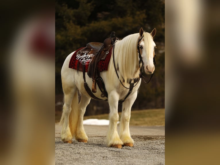 Gypsy Horse Gelding 8 years 14,3 hh Tobiano-all-colors in Millersburg