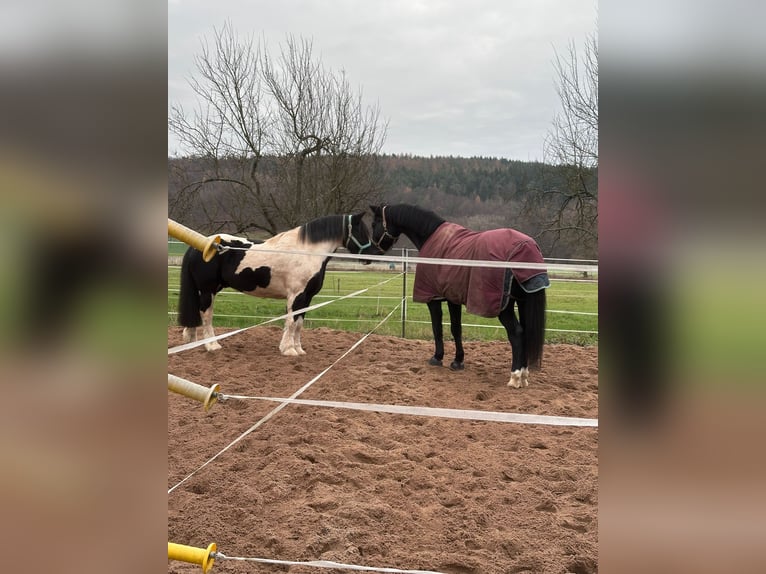 Gypsy Horse Gelding 8 years 15.1 hh Pinto in Büdingen