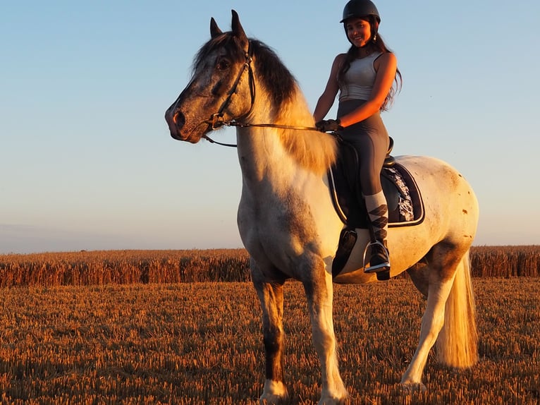 Gypsy Horse Gelding 8 years 15,1 hh Pinto in Gremersdorf