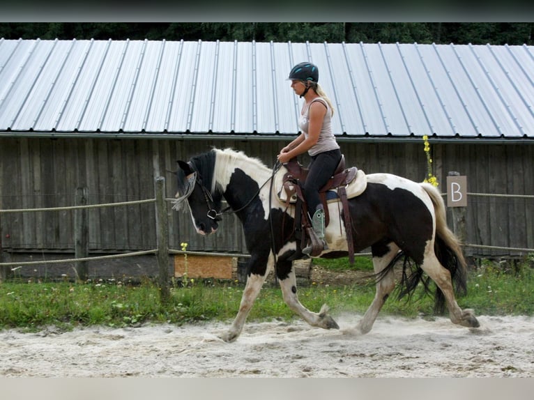 Gypsy Horse Mix Gelding 8 years 15,1 hh Pinto in Königswiesen