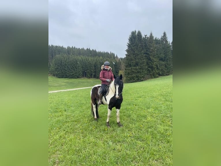 Gypsy Horse Mix Gelding 8 years 15,1 hh Pinto in Königswiesen