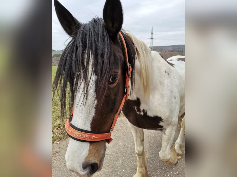 Gypsy Horse Mix Gelding 8 years 15,2 hh Pinto in Simmerath