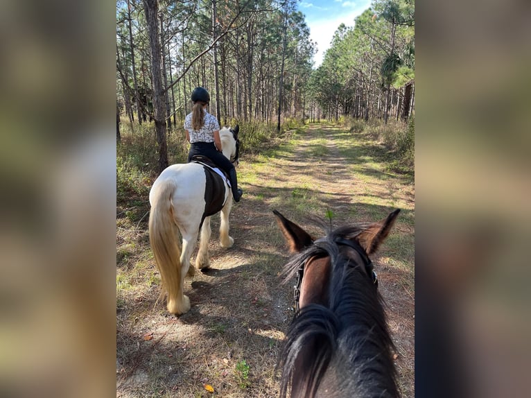 Gypsy Horse Gelding 8 years 15,2 hh Tobiano-all-colors in Ocala, FL