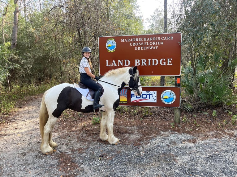 Gypsy Horse Gelding 8 years 15,2 hh Tobiano-all-colors in Ocala, FL