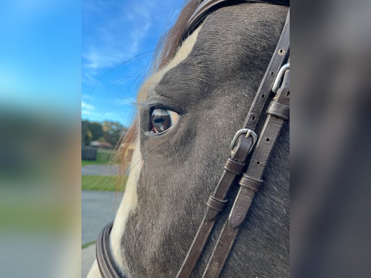 Gypsy Horse Gelding 8 years 15,2 hh Tobiano-all-colors in Ocala, FL