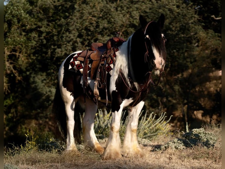 Gypsy Horse Gelding 8 years 15 hh in Waterford, CA