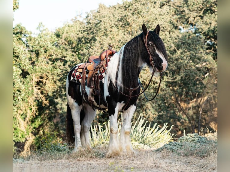 Gypsy Horse Gelding 8 years 15 hh in Waterford, CA