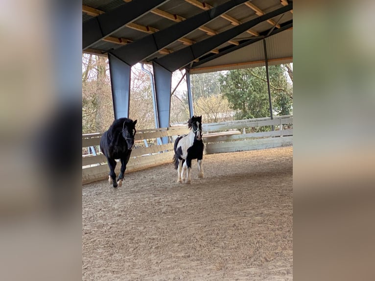 Gypsy Horse Gelding 8 years 15,1 hh Pinto in Büdingen