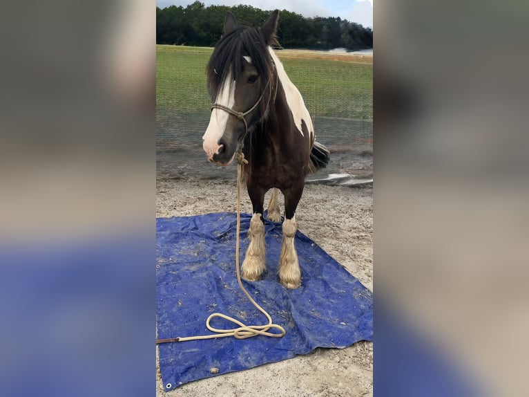 Gypsy Horse Gelding 8 years 15,1 hh Tobiano-all-colors in Bad Wimpfen