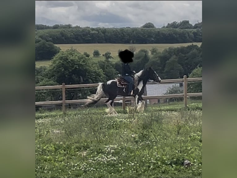 Gypsy Horse Gelding 8 years 15,1 hh Tobiano-all-colors in Bad Wimpfen