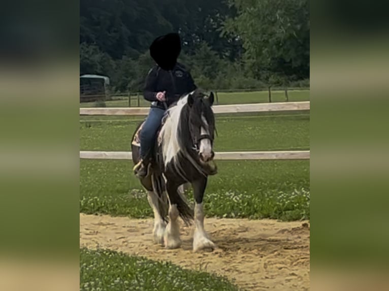 Gypsy Horse Gelding 8 years 15,1 hh Tobiano-all-colors in Bad Wimpfen