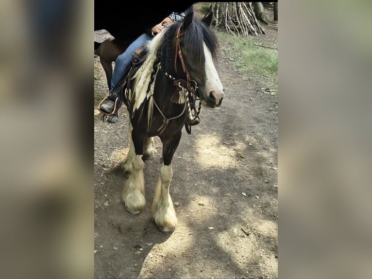 Gypsy Horse Gelding 8 years 15,1 hh Tobiano-all-colors in Bad Wimpfen
