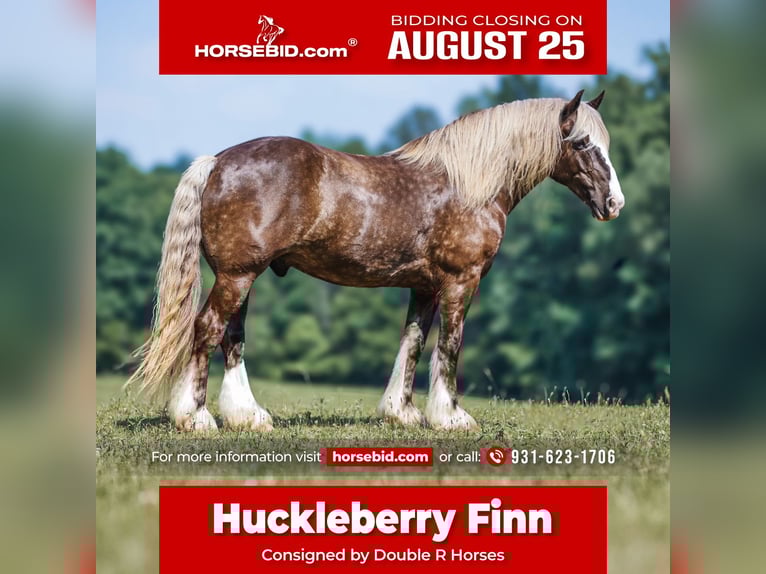 Gypsy Horse Mix Gelding 8 years 15,3 hh in Lyles, TN