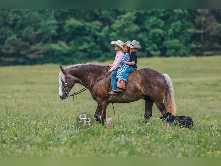 Gypsy Horse Mix Gelding 8 years 15,3 hh in Lyles, TN