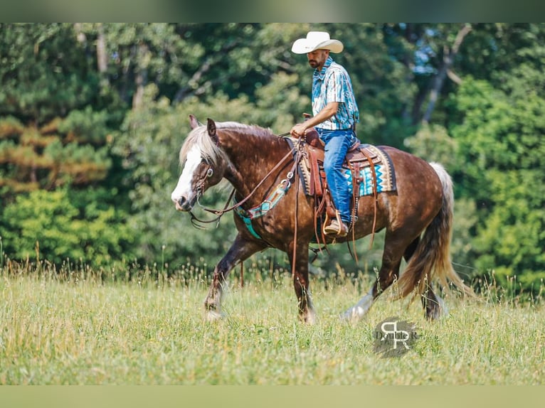 Gypsy Horse Mix Gelding 8 years 15,3 hh in Lyles, TN