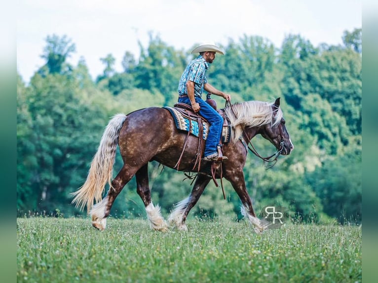 Gypsy Horse Mix Gelding 8 years 15,3 hh in Lyles, TN