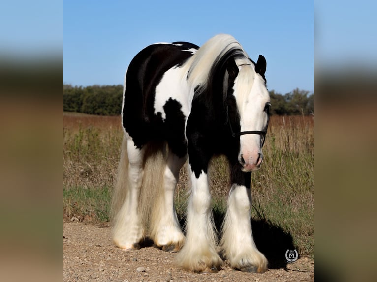 Gypsy Horse Gelding 8 years Black in Windom, MN