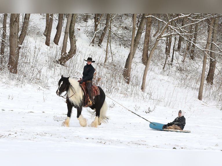 Gypsy Horse Gelding 8 years Tobiano-all-colors in Millersburg