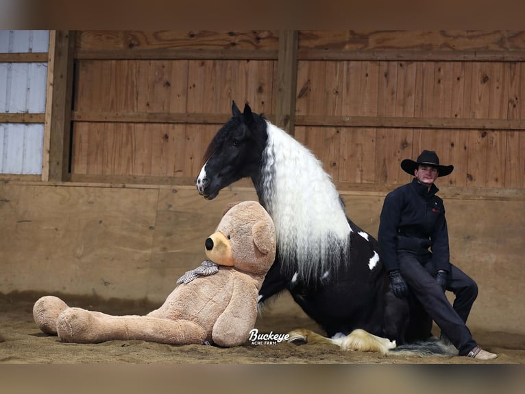 Gypsy Horse Gelding 8 years Tobiano-all-colors in Millersburg