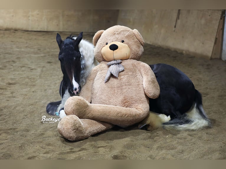 Gypsy Horse Gelding 8 years Tobiano-all-colors in Millersburg