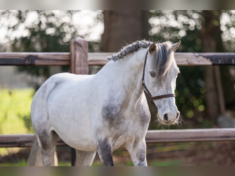 Gypsy Horse Gelding 9 years 11.2 hh  in GROTE-BROGEL