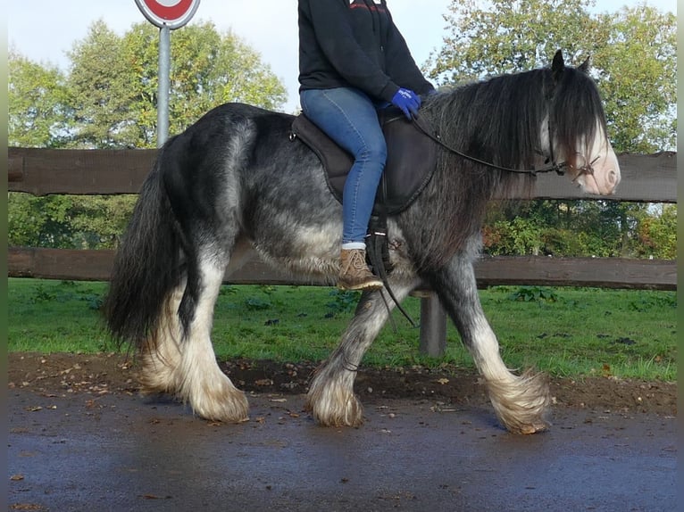 Gypsy Horse Gelding 9 years 12,1 hh Gray-Dark-Tan in Lathen
