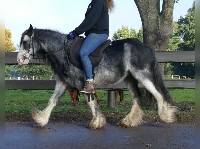 Gypsy Horse Gelding 9 years 12,1 hh Gray-Dark-Tan in Lathen