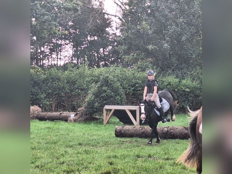 Gypsy Horse Gelding 9 years 12.2 hh Black in Esens