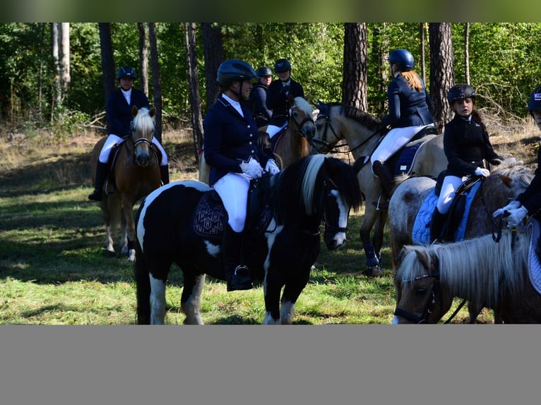 Gypsy Horse Gelding 9 years 12.2 hh Pinto in Langennaundorf