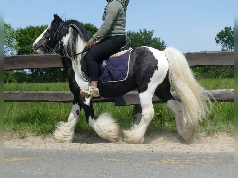 Gypsy Horse Gelding 9 years 12,2 hh Pinto in Lathen