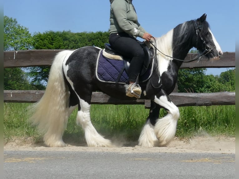Gypsy Horse Gelding 9 years 12,2 hh Pinto in Lathen