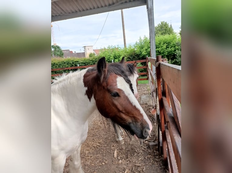 Gypsy Horse Gelding 9 years 12.2 hh Pinto in Neupotz