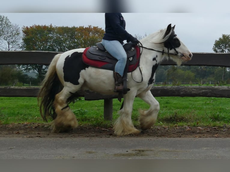 Gypsy Horse Gelding 9 years 12,2 hh Pinto in Lathen